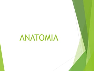 ANATOMIA 
 