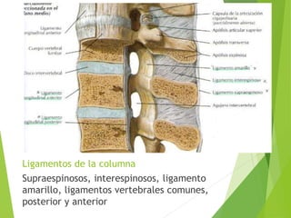 Ligamentos de la columna 
Supraespinosos, interespinosos, ligamento 
amarillo, ligamentos vertebrales comunes, 
posterior y anterior 
 
