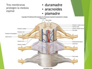 Tres membranas 
protegen la medula 
espinal 
• duramadre 
• aracnoides 
• piamadre 
 