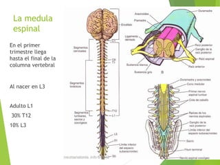 La medula 
espinal 
En el primer 
trimestre llega 
hasta el final de la 
columna vertebral 
Al nacer en L3 
Adulto L1 
30% T12 
10% L3 
 