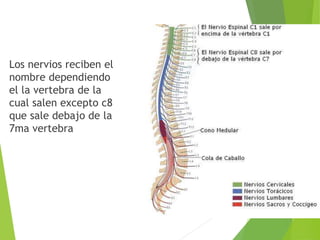 Los nervios reciben el 
nombre dependiendo 
el la vertebra de la 
cual salen excepto c8 
que sale debajo de la 
7ma vertebra 
 