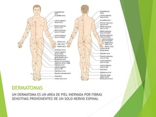 DERMATOMAS 
UN DERMATOMA ES UN AREA DE PIEL INERVADA POR FIBRAS 
SENSITIVAS PROVENIENTES DE UN SOLO NERVIO ESPINAL 
 