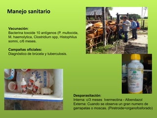 Manejo sanitario
Vacunación:
Bacterina toxoide 10 antígenos (P. multocida,
M. haemolytica, Clostridium spp, Histophilus
somni, c/6 meses.
Campañas oficiales:
Diagnóstico de brúcela y tuberculosis.
Desparasitación:
Interna: c/3 meses Ivermectina - Albendazol
Externa: Cuando se observa un gran numero de
garrapatas o moscas. (Piretroide+organofosforado)
 