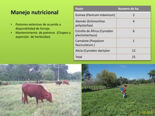 Manejo nutricional
Pasto Numero de ha
Guinea (Panicum máximum) 2
Alemán (Echinochloa
polystachya)
4
Estrella de África (Cynodon
plectostachyus)
6
Camalote (Paspalum
fasciculatum )
1
Alicia (Cynodon dactylon 12
Total 25
• Pastoreo extensivo de acuerdo a
disponibilidad de forraje.
• Mantenimiento de potreros (Chapeo y
aspersión de herbicidas)
 