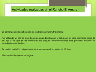 Actividades realizadas en el Rancho El Amate
Se comenzó con la elaboración de los bloques multinutricionales.
Fué utilizado un lote de siete becerros cruza Beefmaster x Cebú con un peso promedio inicial de
270 kg, a los que se les suministró los bloques multinutricionales más pastoreo, durante un
periodo de sesenta días.
Se realizó medición del perímetro torácico con una frecuencia de 15 días.
Elaboración de tarjetas de registro.
 