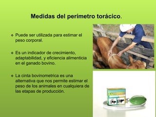 Medidas del perímetro torácico.
 Puede ser utilizada para estimar el
peso corporal.
 Es un indicador de crecimiento,
adaptabilidad, y eficiencia alimenticia
en el ganado bovino.
 La cinta bovinometrica es una
alternativa que nos permite estimar el
peso de los animales en cualquiera de
las etapas de producción.
 