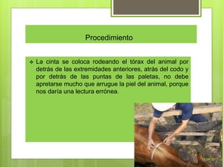 Procedimiento
 La cinta se coloca rodeando el tórax del animal por
detrás de las extremidades anteriores, atrás del codo y
por detrás de las puntas de las paletas, no debe
apretarse mucho que arrugue la piel del animal, porque
nos daría una lectura errónea.
 