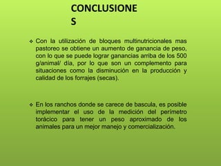 CONCLUSIONE
S
 Con la utilización de bloques multinutricionales mas
pastoreo se obtiene un aumento de ganancia de peso,
con lo que se puede lograr ganancias arriba de los 500
g/animal/ día, por lo que son un complemento para
situaciones como la disminución en la producción y
calidad de los forrajes (secas).
 En los ranchos donde se carece de bascula, es posible
implementar el uso de la medición del perímetro
torácico para tener un peso aproximado de los
animales para un mejor manejo y comercialización.
 