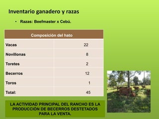 Inventario ganadero y razas
• Razas: Beefmaster x Cebú.
Composición del hato
Vacas 22
Novillonas 8
Toretes 2
Becerros 12
Toros 1
Total: 45
LA ACTIVIDAD PRINCIPAL DEL RANCHO ES LA
PRODUCCIÓN DE BECERROS DESTETADOS
PARA LA VENTA.
 