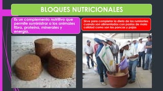 BLOQUES NUTRICIONALES
Es un complemento nutritivo que
permite suministrar a los animales
fibra, proteína, minerales y
energía.
Sirve para completar la dieta de los rumiantes
cuando son alimentados con pastos de mala
calidad como son las pancas y pajas
 