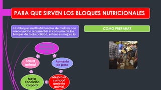 PARA QUE SIRVEN LOS BLOQUES NUTRICIONALES
Los bloques multinutricionales de melaza con
urea ayudan a aumentar el consumo de los
forrajes de mala calidad, entonces mejora la.
COMO PREPARAR
Eficiencia
reproducti
va
Aumento
de peso
Mejora el
comport
amiento
animal
Mejor
condición
corporal
Salud
animal
 
