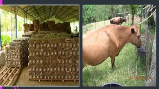 BLOQUES MULTINUTRICIONALES.pptx ganaderia