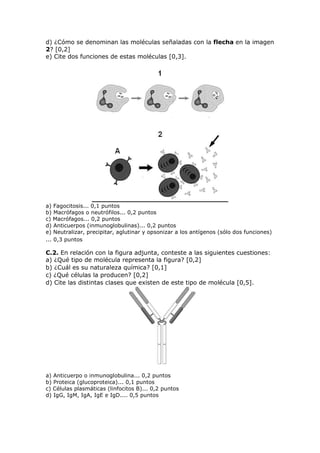d) ¿Cómo se denominan las moléculas señaladas con la flecha en la imagen
2? [0,2]
e) Cite dos funciones de estas moléculas [0,3].
a) Fagocitosis... 0,1 puntos
b) Macrófagos o neutrófilos... 0,2 puntos
c) Macrófagos... 0,2 puntos
d) Anticuerpos (inmunoglobulinas)... 0,2 puntos
e) Neutralizar, precipitar, aglutinar y opsonizar a los antígenos (sólo dos funciones)
... 0,3 puntos
C.2. En relación con la figura adjunta, conteste a las siguientes cuestiones:
a) ¿Qué tipo de molécula representa la figura? [0,2]
b) ¿Cuál es su naturaleza química? [0,1]
c) ¿Qué células la producen? [0,2]
d) Cite las distintas clases que existen de este tipo de molécula [0,5].
a) Anticuerpo o inmunoglobulina... 0,2 puntos
b) Proteica (glucoproteica)... 0,1 puntos
c) Células plasmáticas (linfocitos B)... 0,2 puntos
d) IgG, IgM, IgA, IgE e IgD.... 0,5 puntos
 