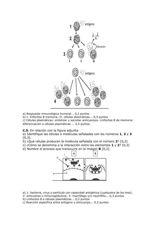 a) Respuesta inmunológica humoral... 0,2 puntos
b) I: linfocitos B memoria; II: células plasmáticas... 0,3 puntos
c) Células plasmáticas: sintetizar y secretar anticuerpos. Linfocitos B de memoria:
diferenciación a células plasmáticas ... 0,5 puntos
C.5. En relación con la figura adjunta:
a) Identifique las células o moléculas señaladas con los números 1, 2 y 3
[0,3].
b) ¿Qué células producen la molécula señalada con el número 2? [0,2]
c) ¿Cómo se denomina a la interacción entre los elementos 1 y 2? [0,3]
d) Nombre el proceso que transcurre en la imagen B [0,2].
a) 1: bacteria, virus o partícula con capacidad antigénica (cualquiera de los tres);
2: anticuerpo o inmunoglobulina; 3: macrófago y/o neutrófilo... 0,3 puntos
b) Linfocitos B o células plasmáticas... 0,2 puntos
c) Reacción específica entre antígeno y anticuerpo... 0,3 puntos
 