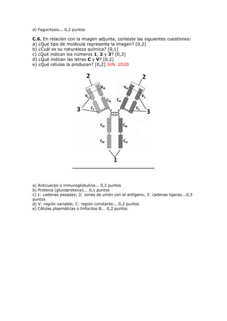 d) Fagocitosis... 0,2 puntos
C.6. En relación con la imagen adjunta, conteste las siguientes cuestiones:
a) ¿Qué tipo de molécula representa la imagen? [0,2]
b) ¿Cuál es su naturaleza química? [0,1]
c) ¿Qué indican los números 1, 2 y 3? [0,3]
d) ¿Qué indican las letras C y V? [0,2]
e) ¿Qué células la producen? [0,2] JUN 2020
a) Anticuerpo o inmunoglobulina... 0,2 puntos
b) Proteica (glucoproteica)... 0,1 puntos
c) 1: cadenas pesadas; 2: zonas de unión con el antígeno; 3: cadenas ligeras...0,3
puntos
d) V: región variable; C: región constante... 0,2 puntos
e) Células plasmáticas o linfocitos B... 0,2 puntos
 