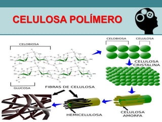 CELULOSA POLÍMERO
 