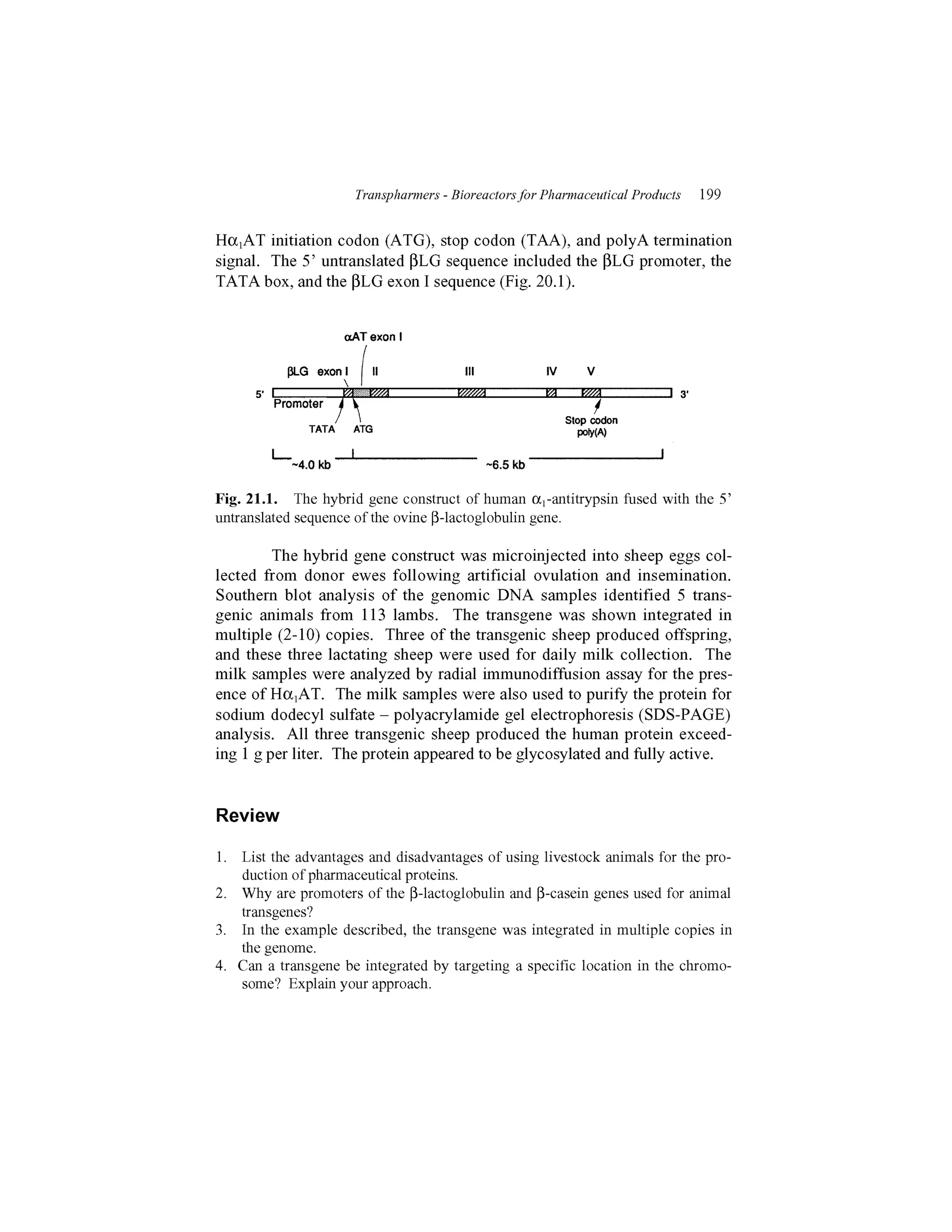 Transpharmers - Bioreactors for Pharmaceutical       Products   199


HttiAT initiation codon (ATG), stop codon (TAA), and polyA termination
signal. The 5' untranslated PLG sequence included the PLG promoter, the
TATA box, and the PLG exon I sequence (Fig. 20.1).


                        (xAT exon I

           ^Q    exon I    | II              III             IV

         Promoter
                    ^                                             Stop codon
                TATA      ATG                                       poWA)


            -4.0 kb                                -6.5 kb

Fig. 21.1. The hybrid gene construct of human tti-antitrypsin fused with the 5'
untranslated sequence of the ovine P-lactoglobulin gene.

         The hybrid gene construct was microinjected into sheep eggs col-
lected from donor ewes following artificial ovulation and insemination.
Southern blot analysis of the genomic DNA samples identified 5 trans-
genic animals from 113 lambs. The transgene was shown integrated in
multiple (2-10) copies. Three of the transgenic sheep produced offspring,
and these three lactating sheep were used for daily milk collection. The
milk samples were analyzed by radial immunodiffusion assay for the pres-
ence of HttjAT. The milk samples were also used to purify the protein for
sodium dodecyl sulfate - polyacrylamide gel electrophoresis (SDS-PAGE)
analysis. All three transgenic sheep produced the human protein exceed-
ing 1 g per liter. The protein appeared to be glycosylated and fully active.



Review

1. List the advantages and disadvantages of using Hvestock animals for the pro-
   duction of pharmaceutical proteins.
2. Why are promoters of the P-lactoglobulin and P-casein genes used for animal
   transgenes?
3. In the example described, the transgene was integrated in multiple copies in
   the genome.
4. Can a transgene be integrated by targeting a specific location in the chromo-
   some? Explain your approach.
 