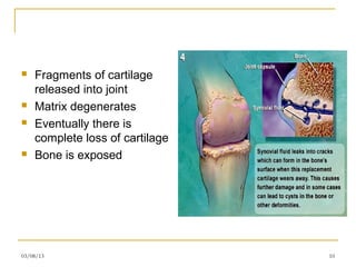    Fragments of cartilage
    released into joint
   Matrix degenerates
   Eventually there is
    complete loss of cartilage
   Bone is exposed




03/08/13                         10
 
