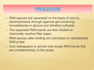 PROCEDURE
 RNA species are separated on the basis of size by
electrophoresis through agarose gel containing
formaldehyde or glyoxal and dimethyl sulfoxide.
 The separated RNA bands are then blotted on
chemically reactive filter paper.
 RNA species after blotting are hybridized to radiolabelled
DNA probe.
 Auto radiography is carried onto locate RNA bands that
are complementary to the probe.
 