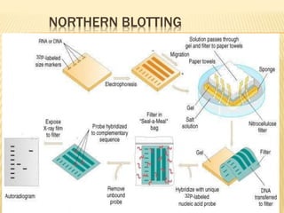 NORTHERN BLOTTING
 