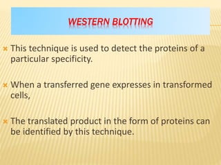 WESTERN BLOTTING
 This technique is used to detect the proteins of a
particular specificity.
 When a transferred gene expresses in transformed
cells,
 The translated product in the form of proteins can
be identified by this technique.
 
