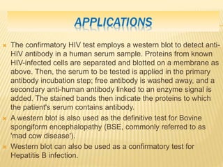 APPLICATIONS
 The confirmatory HIV test employs a western blot to detect anti-
HIV antibody in a human serum sample. Proteins from known
HIV-infected cells are separated and blotted on a membrane as
above. Then, the serum to be tested is applied in the primary
antibody incubation step; free antibody is washed away, and a
secondary anti-human antibody linked to an enzyme signal is
added. The stained bands then indicate the proteins to which
the patient's serum contains antibody.
 A western blot is also used as the definitive test for Bovine
spongiform encephalopathy (BSE, commonly referred to as
'mad cow disease').
 Western blot can also be used as a confirmatory test for
Hepatitis B infection.
 