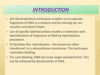 INTRODUCTION
 Gel electrophoresis techniques enables us to separate
fragments of DNA in a mixture and by staining we can
visualise and detect them.
 Use of specific labelled probes enables in detection and
identifications of fragments of DNA by hybridization
procedure.
 To facilitate this hybridization , the bands are often
transferred to a nitrocellulose membrane. This technique
resembles blotting.
 For such blotting, DNA has to be single stranded form. This
can be achieved by denaturation of DNA.
 