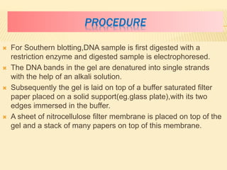 PROCEDURE
 For Southern blotting,DNA sample is first digested with a
restriction enzyme and digested sample is electrophoresed.
 The DNA bands in the gel are denatured into single strands
with the help of an alkali solution.
 Subsequently the gel is laid on top of a buffer saturated filter
paper placed on a solid support(eg.glass plate),with its two
edges immersed in the buffer.
 A sheet of nitrocellulose filter membrane is placed on top of the
gel and a stack of many papers on top of this membrane.
 