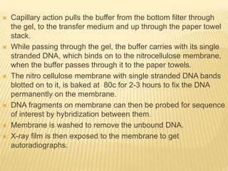  Capillary action pulls the buffer from the bottom filter through
the gel, to the transfer medium and up through the paper towel
stack.
 While passing through the gel, the buffer carries with its single
stranded DNA, which binds on to the nitrocellulose membrane,
when the buffer passes through it to the paper towels.
 The nitro cellulose membrane with single stranded DNA bands
blotted on to it, is baked at 80c for 2-3 hours to fix the DNA
permanently on the membrane.
 DNA fragments on membrane can then be probed for sequence
of interest by hybridization between them.
 Membrane is washed to remove the unbound DNA.
 X-ray film is then exposed to the membrane to get
autoradiographs.
 