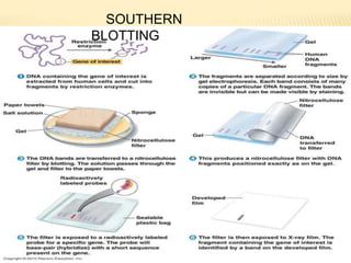 SOUTHERN
BLOTTING
 