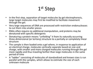 1st Step
• In the first step, separation of target molecules by gel electrophoresis,
large target molecules may first be modified to facilitate movement
through the gel.
• Very large sequences of DNA are processed with restriction endonucleases
to cut them into smaller pieces
• RNAs often require no additional manipulation, and proteins may be
denatured with specific detergents
• Denaturing a protein means “unfolding” it from its naturally occurring
three-dimensional (or tertiary) structure to a partially or completely linear
structure
• The sample is then loaded onto a gel where, in response to application of
an electrical charge, molecules vertically separate based on size and
charge, with smaller and more charged molecules running through the gel
more rapidly and thus traveling farther than large molecules in the same
period of time
• A “ladder” consisting of molecules of standardized and known sizes is run
parallel with the samples, which allows to estimate the size of each
unknown molecule
 