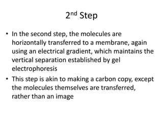 2nd Step
• In the second step, the molecules are
horizontally transferred to a membrane, again
using an electrical gradient, which maintains the
vertical separation established by gel
electrophoresis
• This step is akin to making a carbon copy, except
the molecules themselves are transferred,
rather than an image
 