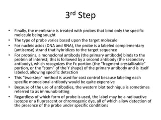 3rd Step
• Finally, the membrane is treated with probes that bind only the specific
molecule being sought
• The type of probe varies based upon the target molecule
• For nucleic acids (DNA and RNA), the probe is a labeled complementary
(antisense) strand that hybridizes to the target sequence
• For proteins, a monoclonal antibody (the primary antibody) binds to the
protein of interest; this is followed by a second antibody (the secondary
antibody), which recognizes the Fc portion (the “fragment crystallizable”
portion, or the “stem” of the Y shape) of the primary antibody and is itself
labeled, allowing specific detection
• This “two-step” method is used for cost control because labeling each
specific monoclonal antibody would be quite expensive
• Because of the use of antibodies, the western blot technique is sometimes
referred to as immunoblotting
• Regardless of which form of probe is used, the label may be a radioactive
isotope or a fluorescent or chromogenic dye, all of which allow detection of
the presence of the probe under specific conditions
 