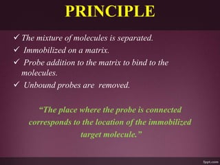 PRINCIPLE
 The mixture of molecules is separated.
 Immobilized on a matrix.
 Probe addition to the matrix to bind to the
molecules.
 Unbound probes are removed.
“The place where the probe is connected
corresponds to the location of the immobilized
target molecule.”
 