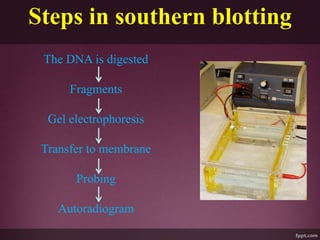 Steps in southern blotting
The DNA is digested
Fragments
Gel electrophoresis
Transfer to membrane
Probing
Autoradiogram
 