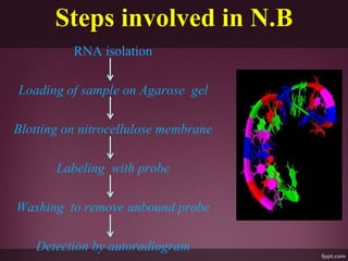 Steps involved in N.B
RNA isolation
Loading of sample on Agarose gel
Blotting on nitrocellulose membrane
Labeling with probe
Washing to remove unbound probe
Detection by autoradiogram
 