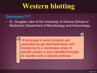 Western blotting
Discovery???
• Dr. Douglas Lake of the University of Arizona School of
Medicine's Department of Microbiology and Immunology
“A technique in which proteins are
separated by gel electrophoresis and
transferred to a membrane sheet. A
specific protein is then identified through
its reaction with a labeled antibody.”
 