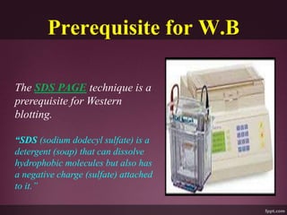 Prerequisite for W.B
The SDS PAGE technique is a
prerequisite for Western
blotting.
“SDS (sodium dodecyl sulfate) is a
detergent (soap) that can dissolve
hydrophobic molecules but also has
a negative charge (sulfate) attached
to it.”
 