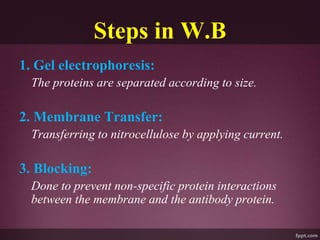 Steps in W.B
1. Gel electrophoresis:
The proteins are separated according to size.
2. Membrane Transfer:
Transferring to nitrocellulose by applying current.
3. Blocking:
Done to prevent non-specific protein interactions
between the membrane and the antibody protein.
 