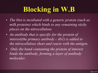 Blocking in W.B
• The blot is incubated with a generic protein (such as
milk proteins) which binds to any remaining sticky
places on the nitrocellulose.
• An antibody that is specific for the protein of
interest(the primary antibody - Ab1) is added to
the nitrocellulose sheet and reacts with the antigen.
• Only the band containing the protein of interest
binds the antibody, forming a layer of antibody
molecules .
 