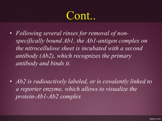 Cont..
• Following several rinses for removal of non-
specifically bound Ab1, the Ab1-antigen complex on
the nitrocellulose sheet is incubated with a second
antibody (Ab2), which recognizes the primary
antibody and binds it.
• Ab2 is radioactively labeled, or is covalently linked to
a reporter enzyme, which allows to visualize the
protein-Ab1-Ab2 complex
 