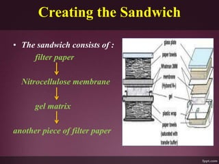 Creating the Sandwich
• The sandwich consists of :
filter paper
Nitrocellulose membrane
gel matrix
another piece of filter paper
 