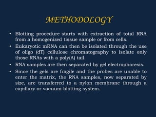 • Blotting procedure starts with extraction of total RNA
from a homogenized tissue sample or from cells.
• Eukaryotic mRNA can then be isolated through the use
of oligo (dT) cellulose chromatography to isolate only
those RNAs with a poly(A) tail.
• RNA samples are then separated by gel electrophoresis.
• Since the gels are fragile and the probes are unable to
enter the matrix, the RNA samples, now separated by
size, are transferred to a nylon membrane through a
capillary or vacuum blotting system.
METHODOLOGY
 