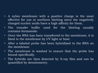 • A nylon membrane with a positive charge is the most
effective for use in northern blotting since the negatively
charged nucleic acids have a high affinity for them.
• The transfer buffer used for the blotting usually
contains formamide.
• Once the RNA has been transferred to the membrane, it is
fixed to the membrane by UV light or heat.
• After a labeled probe has been hybridized to the RNA on
the membrane.
• The membrane is washed to ensure that the probe has
bound specifically.
• The hybrids are then detected by X-ray film and can be
quantified by densitometry.
 