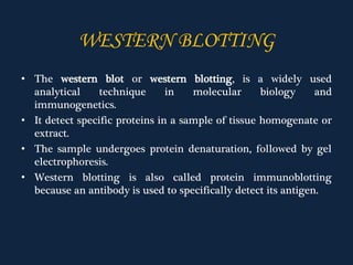 • The western blot or western blotting, is a widely used
analytical technique in molecular biology and
immunogenetics.
• It detect specific proteins in a sample of tissue homogenate or
extract.
• The sample undergoes protein denaturation, followed by gel
electrophoresis.
• Western blotting is also called protein immunoblotting
because an antibody is used to specifically detect its antigen.
WESTERN BLOTTING
 