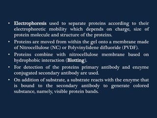 • Electrophoresis used to separate proteins according to their
electrophoretic mobility which depends on charge, size of
protein molecule and structure of the proteins.
• Proteins are moved from within the gel onto a membrane made
of Nitrocellulose (NC) or Polyvinylidene difluoride (PVDF).
• Proteins combine with nitrocellulose membrane based on
hydrophobic interaction (Blotting).
• For detection of the proteins primary antibody and enzyme
conjugated secondary antibody are used.
• On addition of substrate, a substrate reacts with the enzyme that
is bound to the secondary antibody to generate colored
substance, namely, visible protein bands.
 