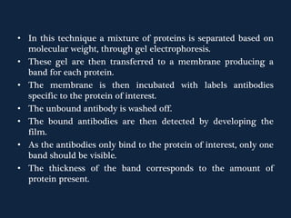 • In this technique a mixture of proteins is separated based on
molecular weight, through gel electrophoresis.
• These gel are then transferred to a membrane producing a
band for each protein.
• The membrane is then incubated with labels antibodies
specific to the protein of interest.
• The unbound antibody is washed off.
• The bound antibodies are then detected by developing the
film.
• As the antibodies only bind to the protein of interest, only one
band should be visible.
• The thickness of the band corresponds to the amount of
protein present.
 