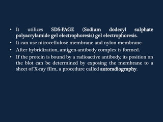 • It utilizes SDS-PAGE (Sodium dodecyl sulphate
polyacrylamide gel electrophoresis) gel electrophoresis.
• It can use nitrocellulose membrane and nylon membrane.
• After hybridization, antigen-antibody complex is formed.
• If the protein is bound by a radioactive antibody, its position on
the blot can be determined by exposing the membrane to a
sheet of X-ray film, a procedure called autoradiography.
 