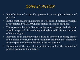 • Identification of a specific protein in a complex mixture of
proteins.
• In this method, known antigens of well-defined molecular weight
are separated by SDS-PAGE and blotted onto nitrocellulose.
• The separated bands of known antigens are then probed with the
sample suspected of containing antibody specific for one or more
of these antigens.
• Reaction of an antibody with a band is detected by using either
radiolabeled or enzyme-linked secondary antibody that is specific
for the species of the antibodies in the test sample.
• Estimation of the size of the protein as well as the amount of
protein present in the mixture.
APPLICATION
 