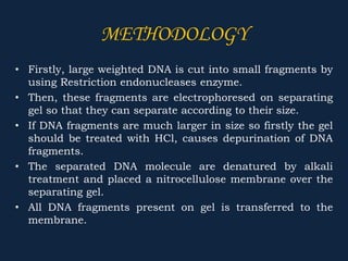 METHODOLOGY
• Firstly, large weighted DNA is cut into small fragments by
using Restriction endonucleases enzyme.
• Then, these fragments are electrophoresed on separating
gel so that they can separate according to their size.
• If DNA fragments are much larger in size so firstly the gel
should be treated with HCl, causes depurination of DNA
fragments.
• The separated DNA molecule are denatured by alkali
treatment and placed a nitrocellulose membrane over the
separating gel.
• All DNA fragments present on gel is transferred to the
membrane.
 